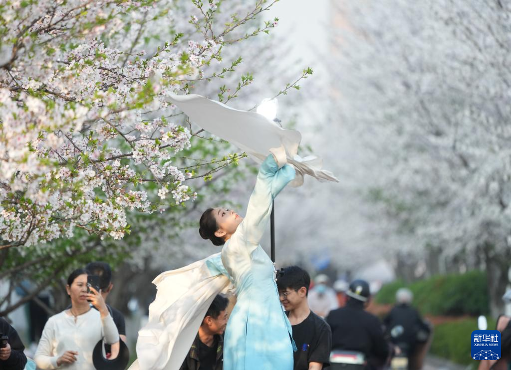 杭州：櫻花跑道引客來