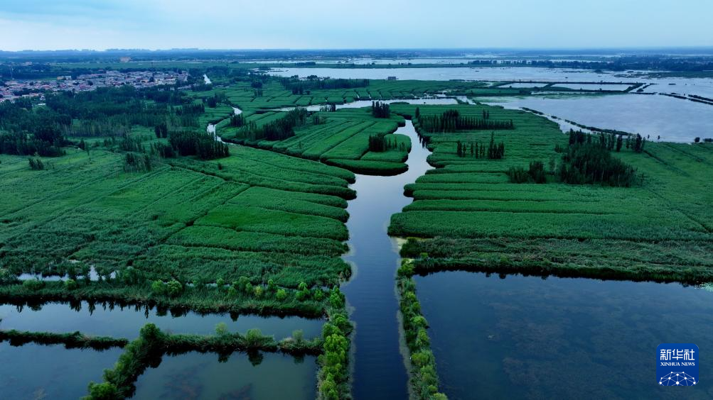 雄安新區(qū)：夏日風景正當時