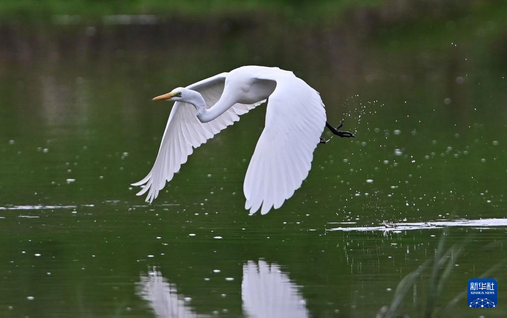 鳥趣